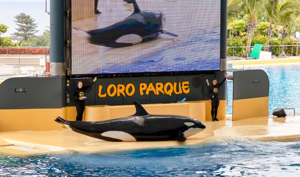 Unidentified trainers working at Loro Parque. (Laszlo Szirtesi/Getty Images)