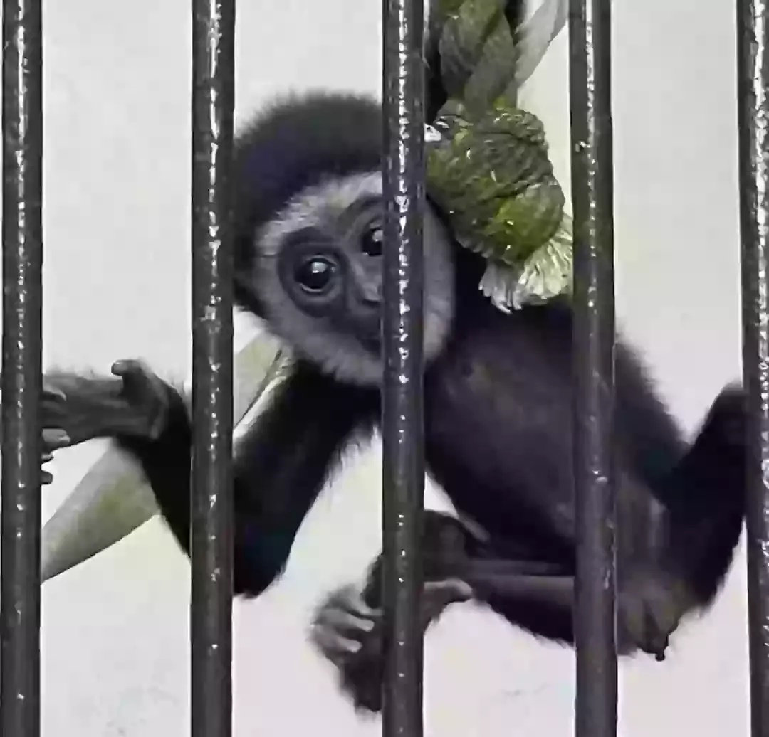 Momo's pregnancy was initially a mystery (Kujukushima Zoo and Botanical Garden)