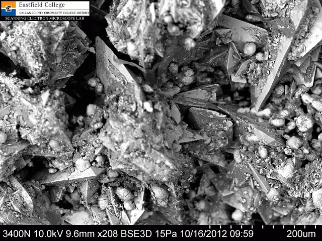 Yep, not nice at all (Murry Gans/Eastfield College)