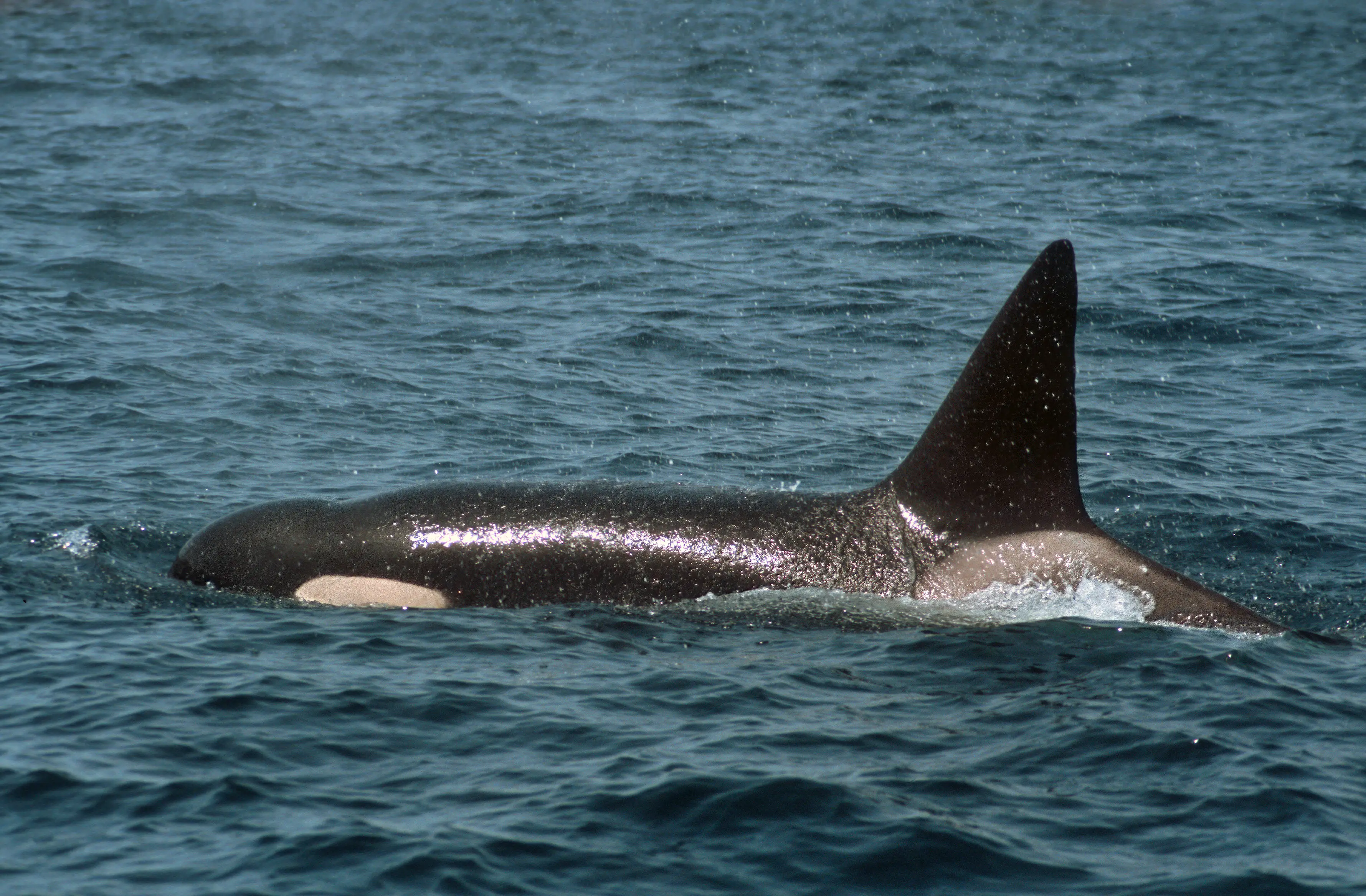 While orca attacks are rare in the wild, they can still happen (Getty Stock Image)