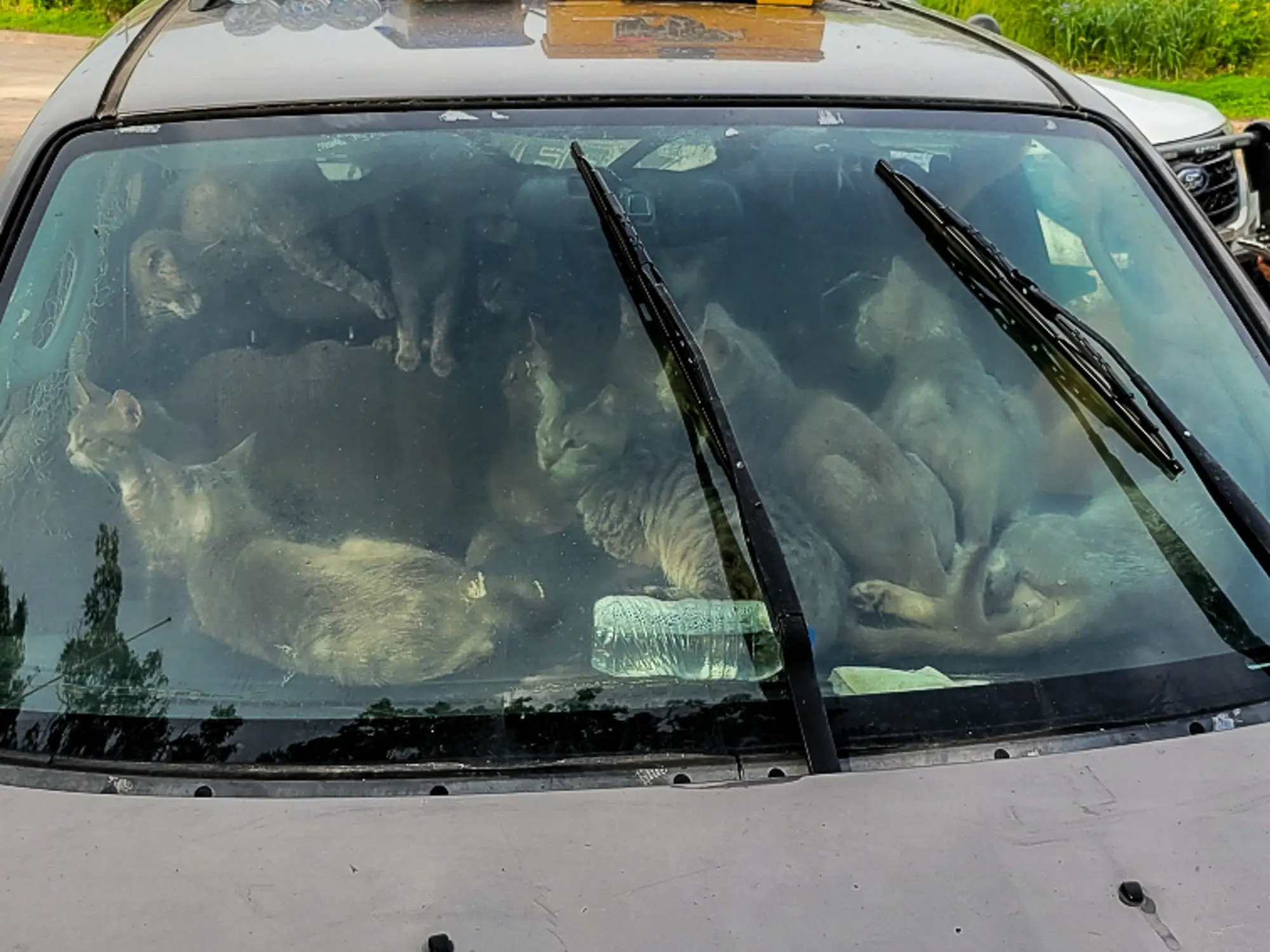 A man was found living in his car with 47 cats.