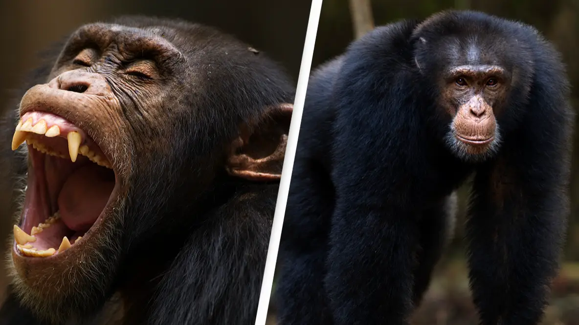 Horror as famous tool-using chimpanzee brutally rips baby from mother’s arms and butchers her