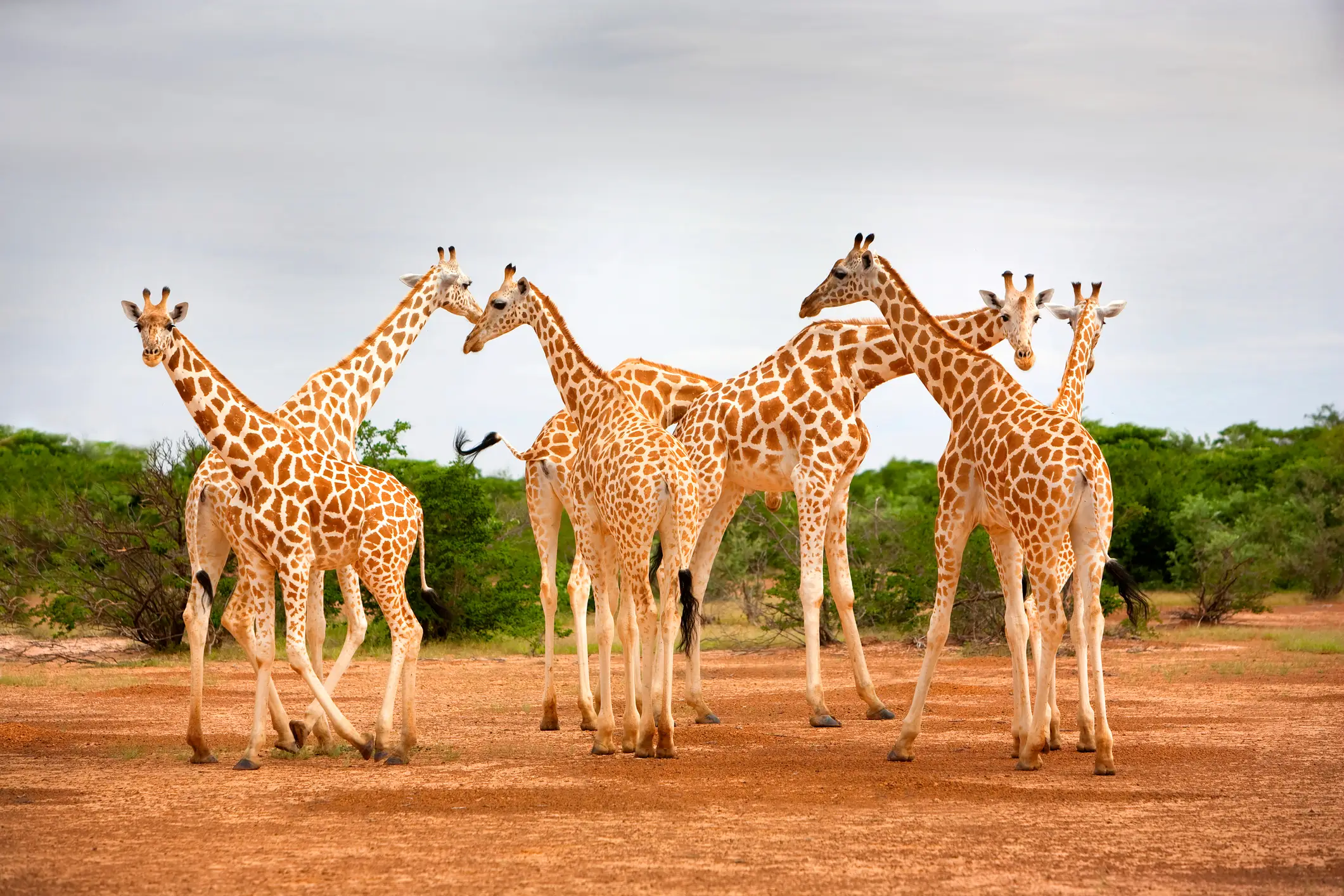American's hoping to view Niger's natural beauty and diverse wildlife - including the tower of giraffes pictured - will be unable to in 2026 (Getty stock)