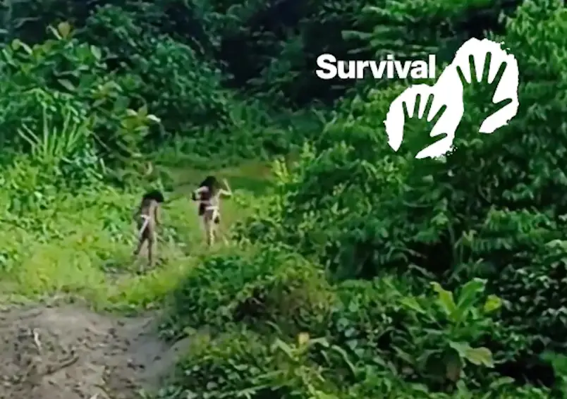 When the bulldozer's engine revs, they run away.