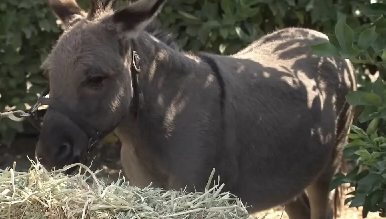This is a picture of a donkey. Try to enjoy it for what it is and not think about what happened on Fear Factor. (YouTube/Fear Factor)
