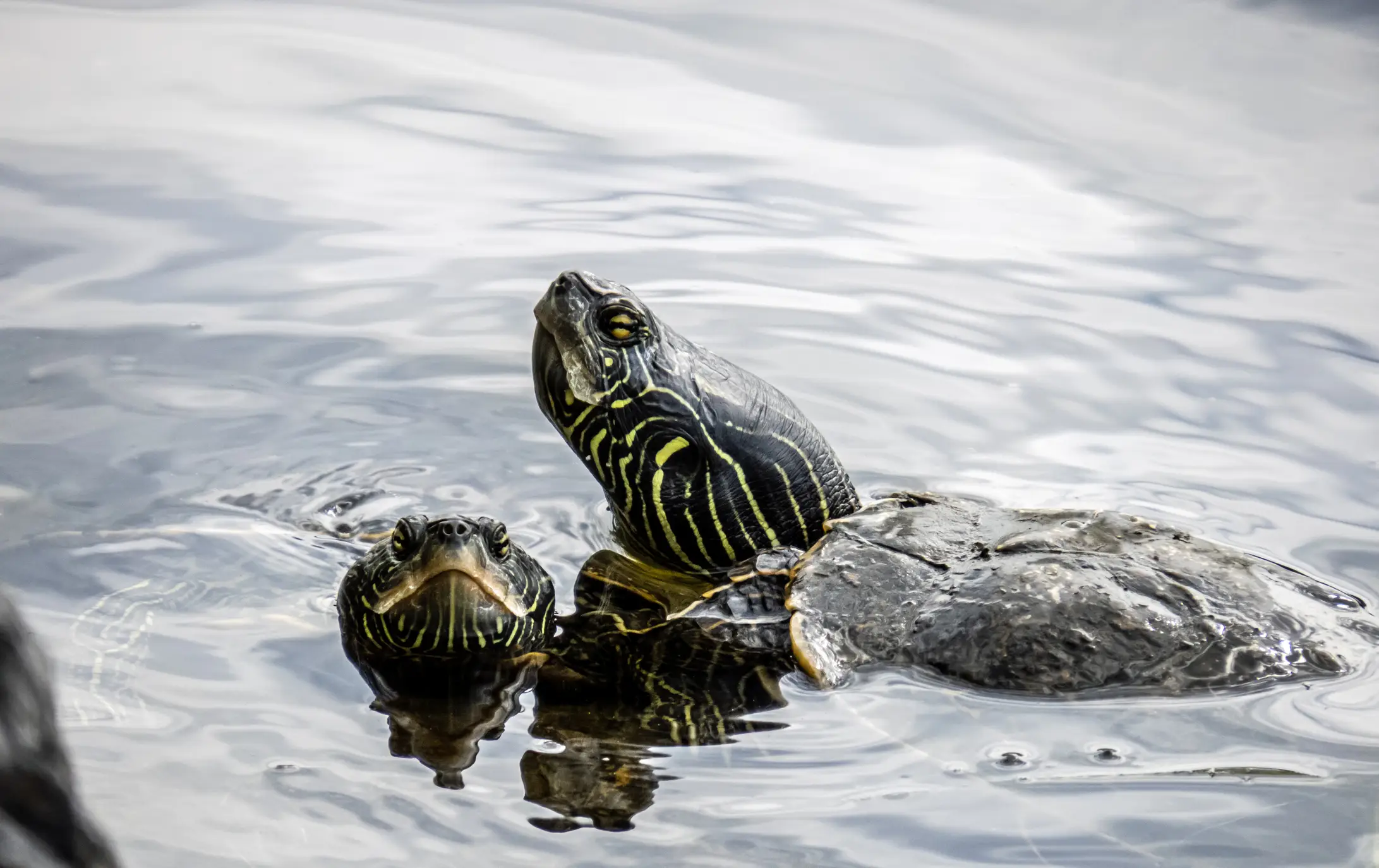 The northern map turtles were found dead (Getty Stock Images)