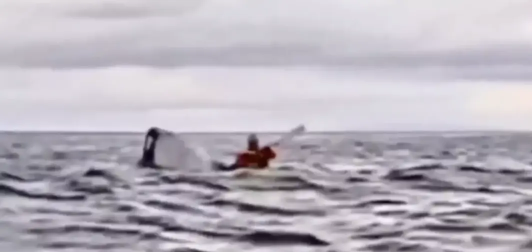 The incident was captured on camera (Twitter/@AMAZlNGNATURE)