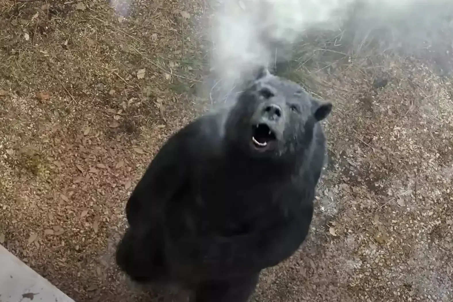 Cocaine Bear released earlier this year.