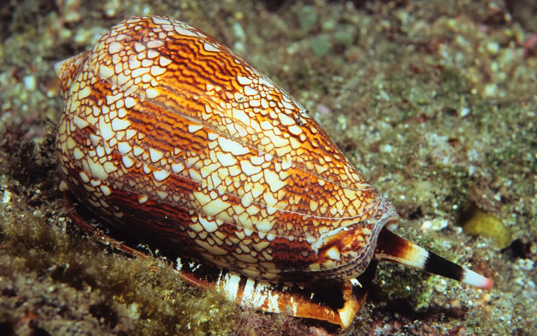 Small but dangerous (Getty Stock Images) 