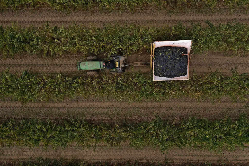 Spotted lanternfly's could cause huge problems with California's wine industry (Photo by PATRICK T. FALLON/AFP via Getty Images)