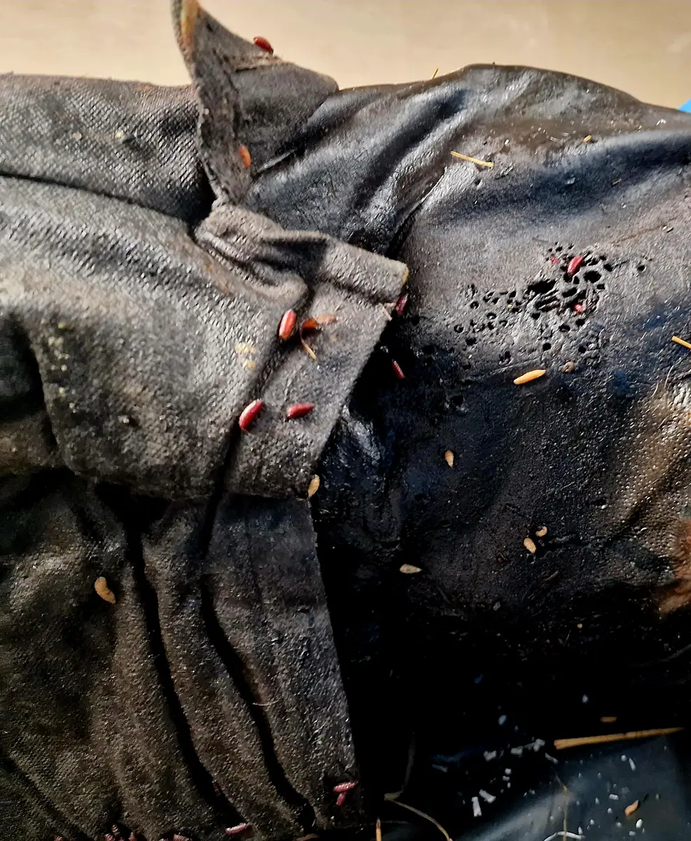 His location next to the railway could've played a role in his quick mummification.