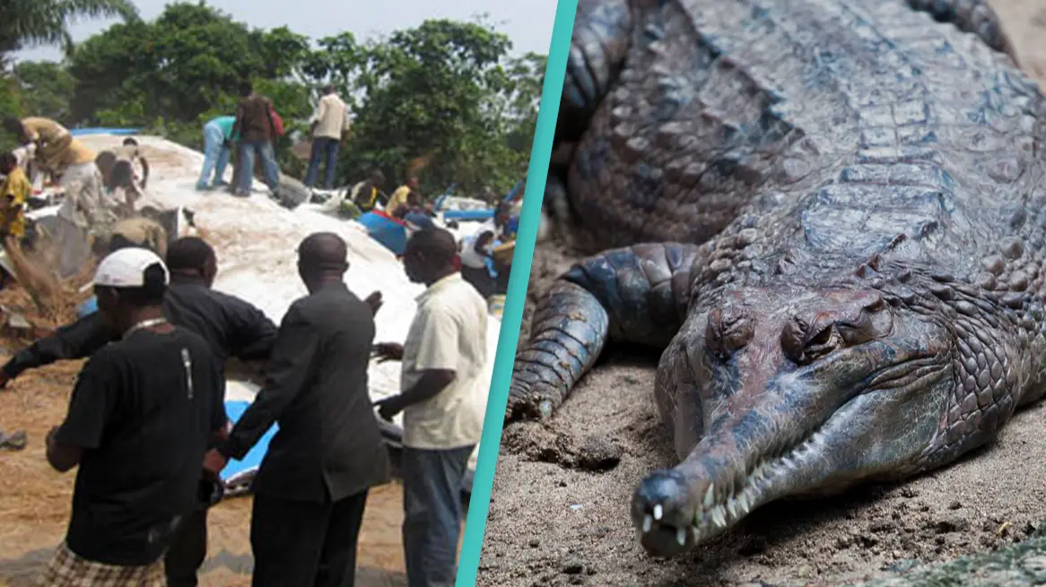 Escaped crocodile caused 20 to die in plane crash