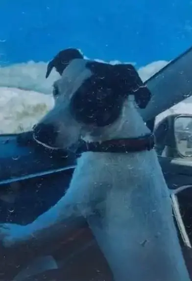 Finney stayed close to her owner the whole time.