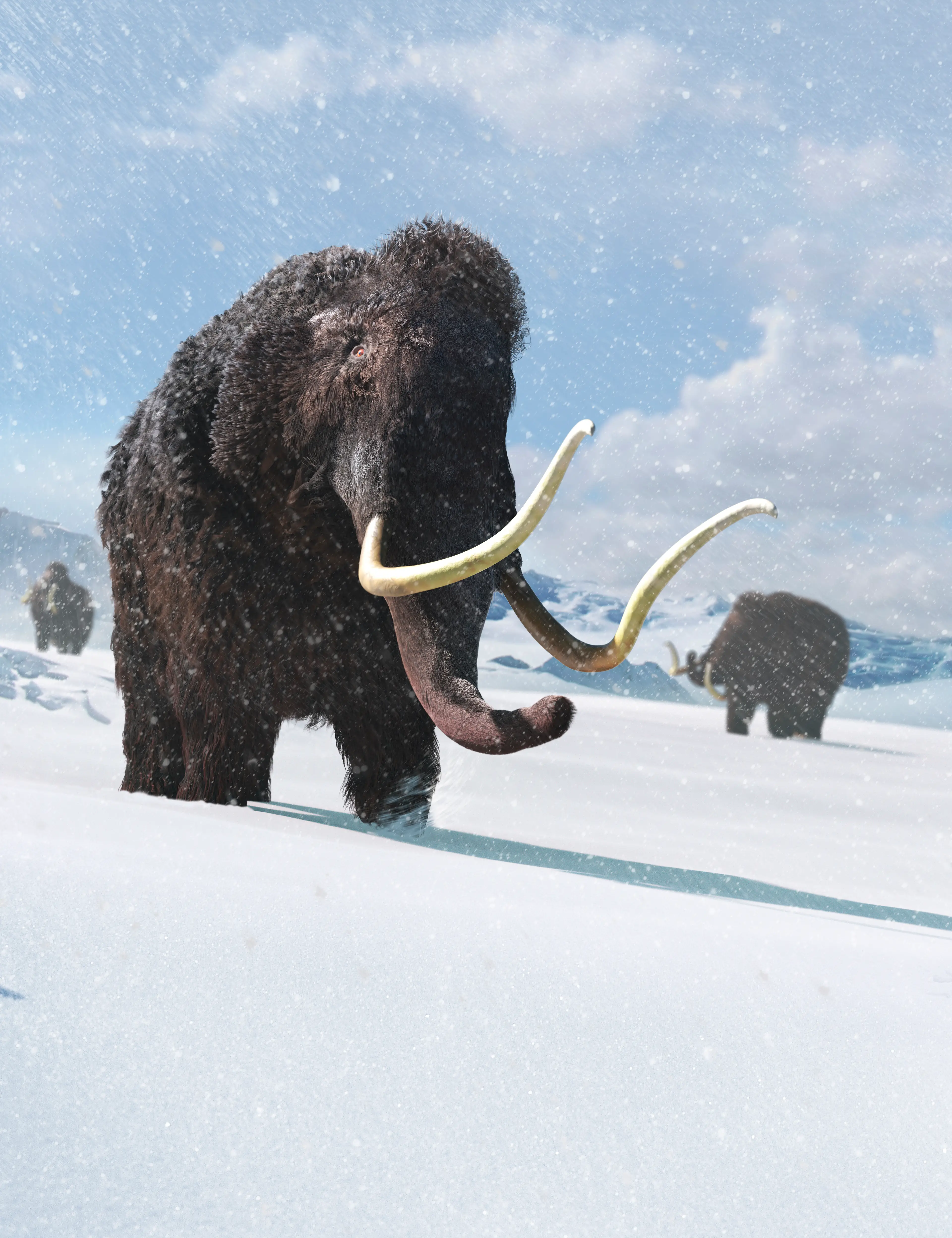 Mammoths lived in the ice age, when cold temperatures made having a large, furry body useful for retaining heat (MARK GARLICK/SCIENCE PHOTO LIBRARY/Getty)