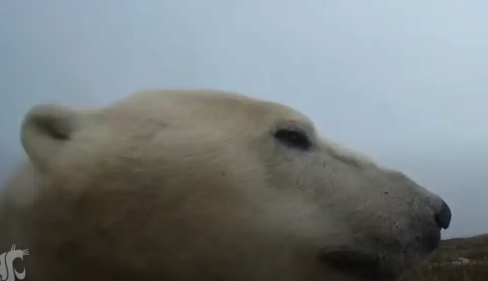 Researchers found the majority of bears lost weight during the study.