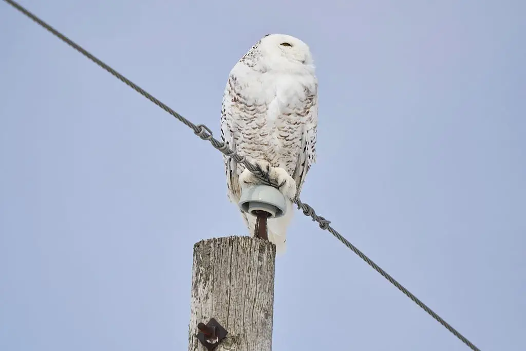 The populations of half the species protected under the treaty are currently in decline (GEOFF ROBINS/Getty Images)