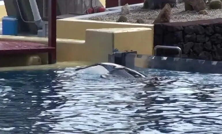 Keto spent his whole life in captivity (PETA)