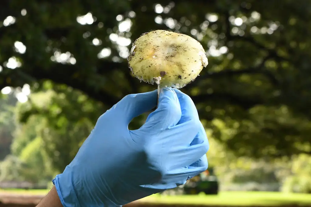 Doctors suspected the family members had been poisoned with death cap mushrooms (WILLIAM WEST/AFP via Getty Images)