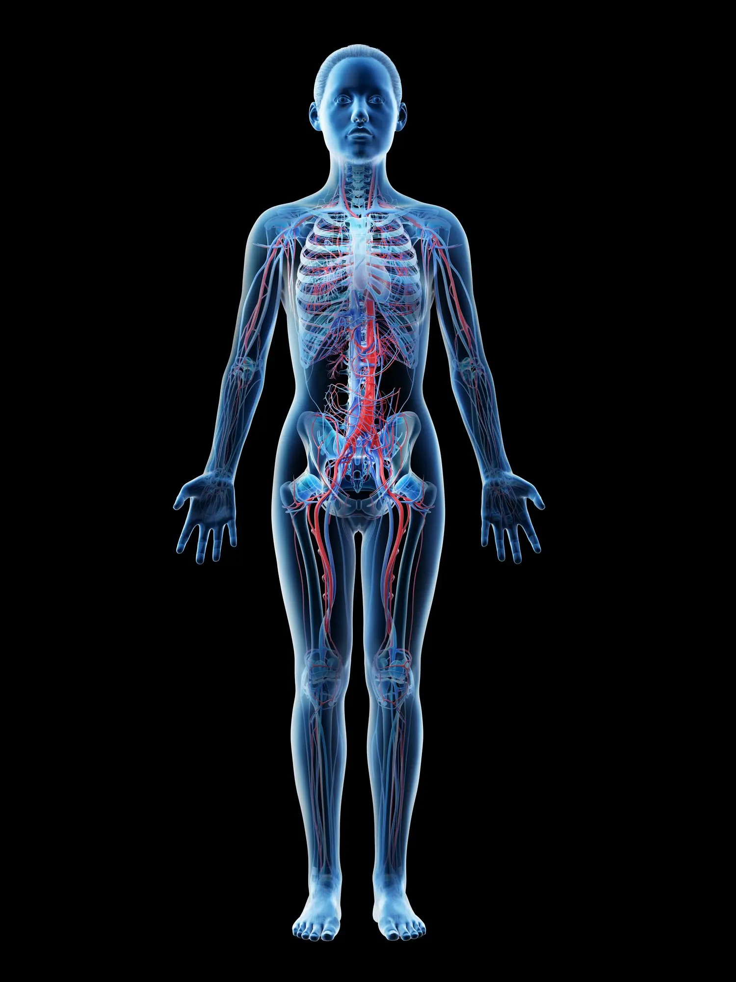 The human body is made up of thousands of blood vessels. (Getty stock image)