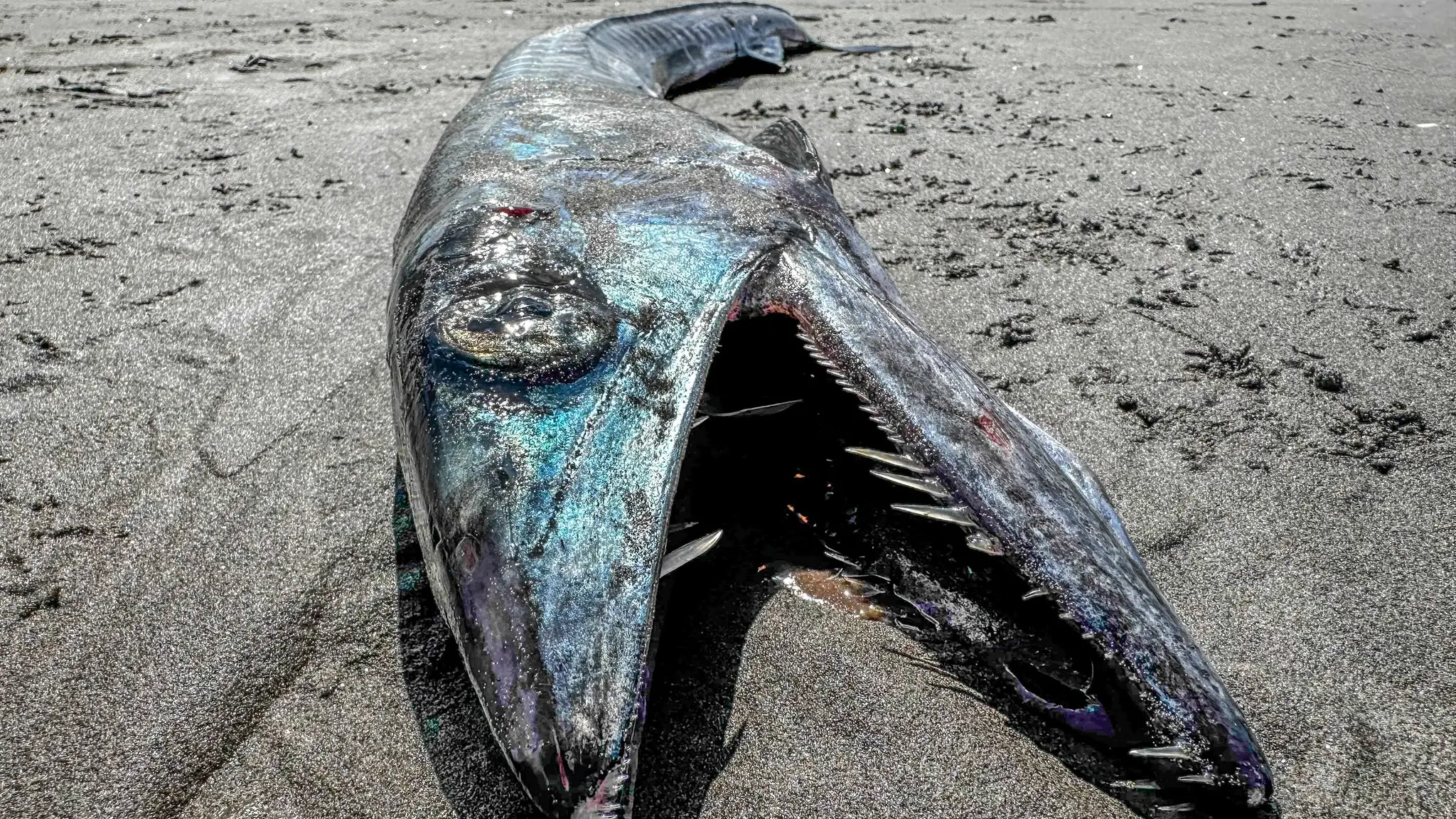 Facebook/Seaside Aquarium