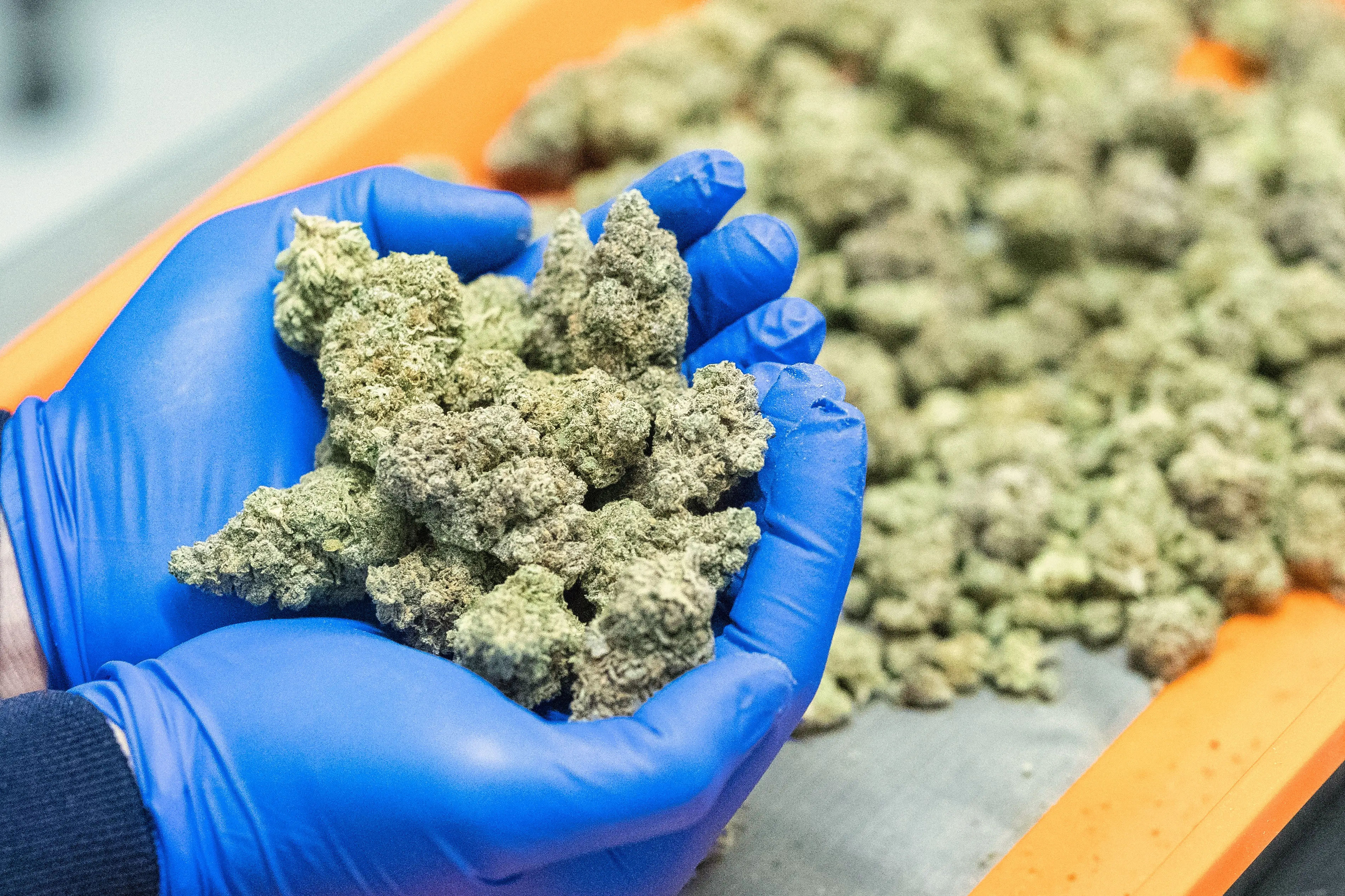 He made his money selling cannabis (stock image).