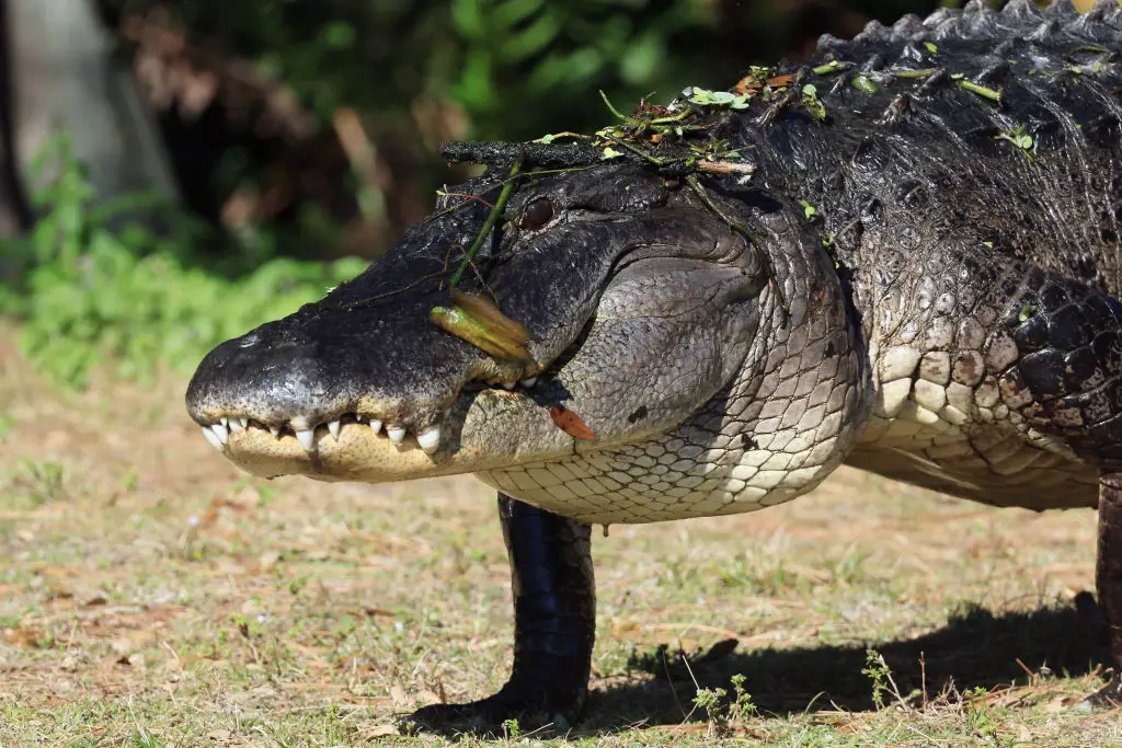 Alligators are native to Florida (Photo by Bruce Bennett/Getty Images)