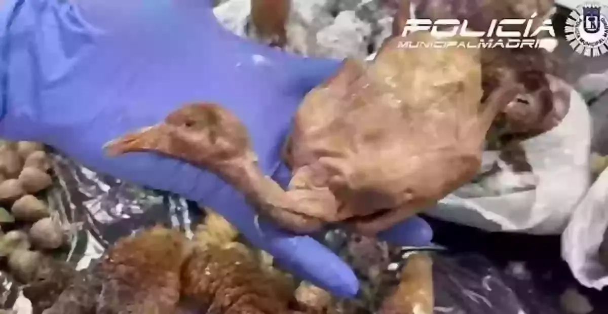 Pigeons were hunted from the street and served as duck, authorities believe (Policia Municipal de Madrid)