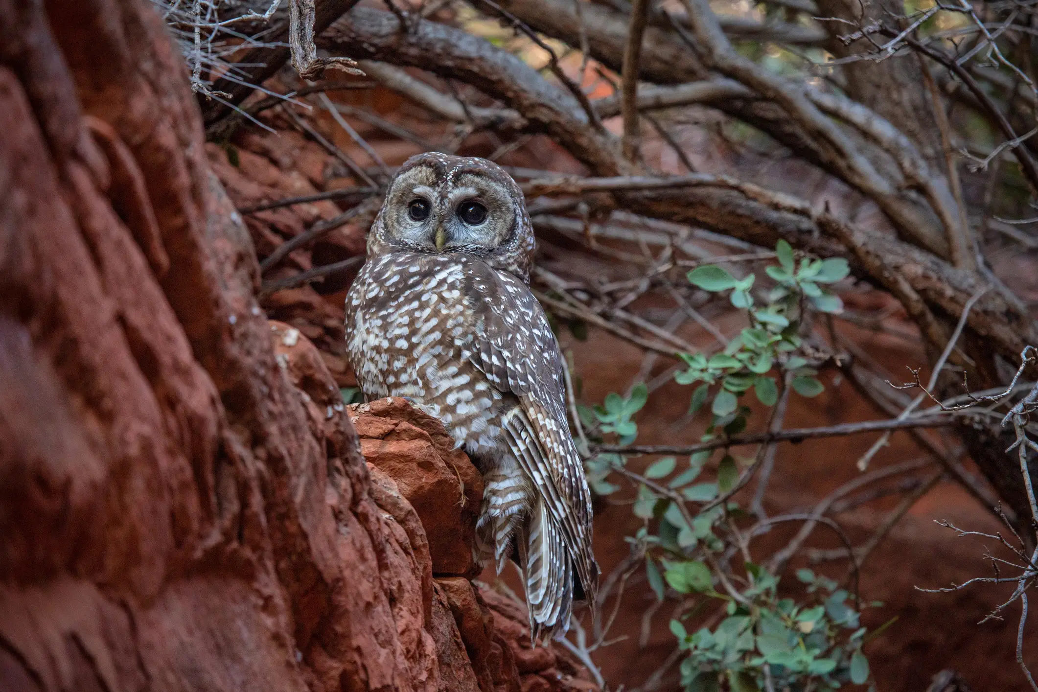 The spotted owl was added to the Endangered Species Act in 1990 (Getty Images)
