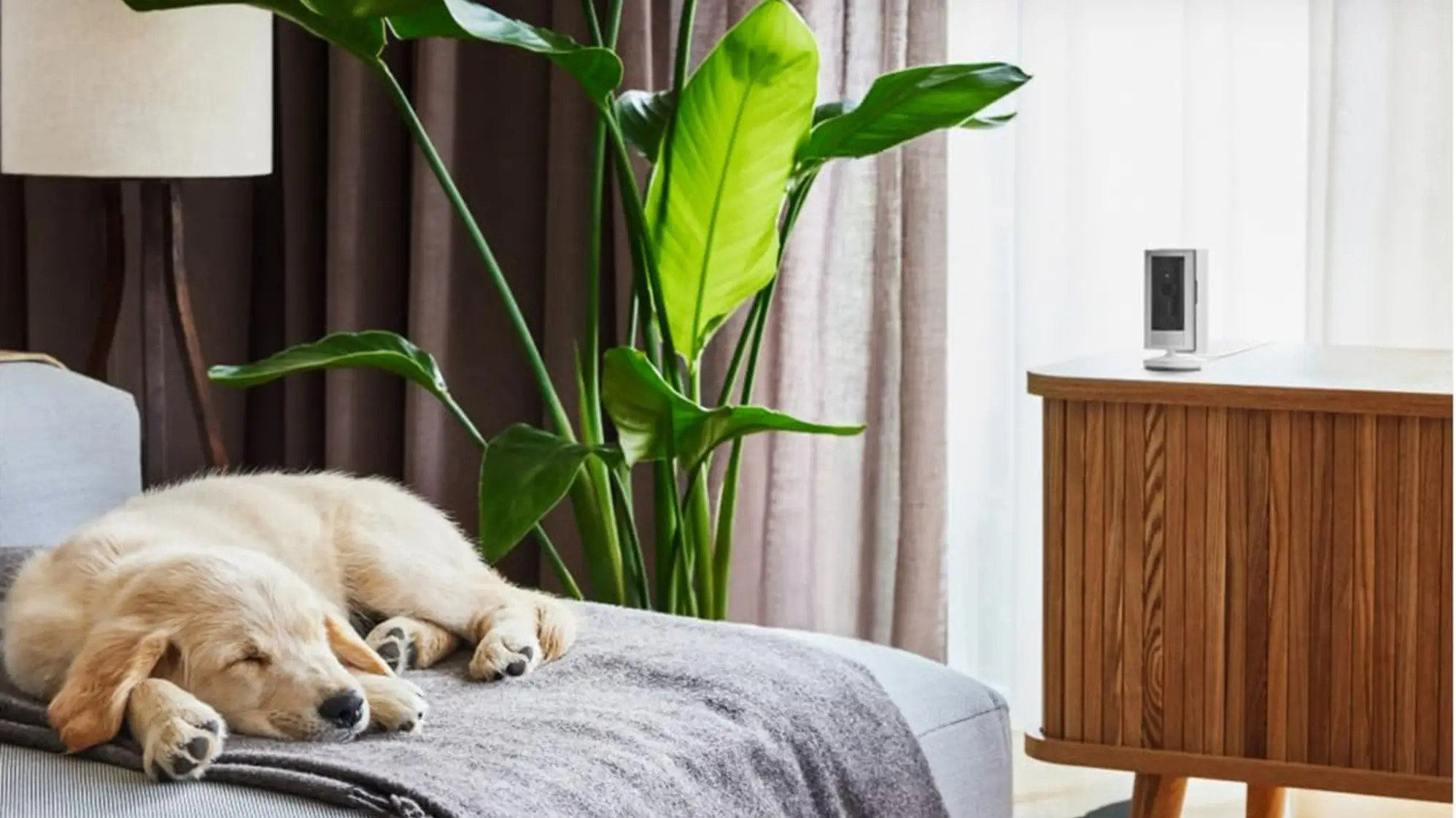 Amazon’s number-one selling pet camera gets 50% discount in massive sale