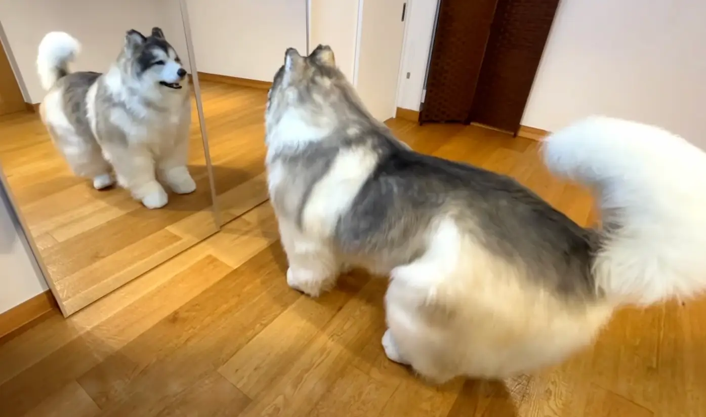 The dog suit is extremely realistic (@toco.ev/Instagram)