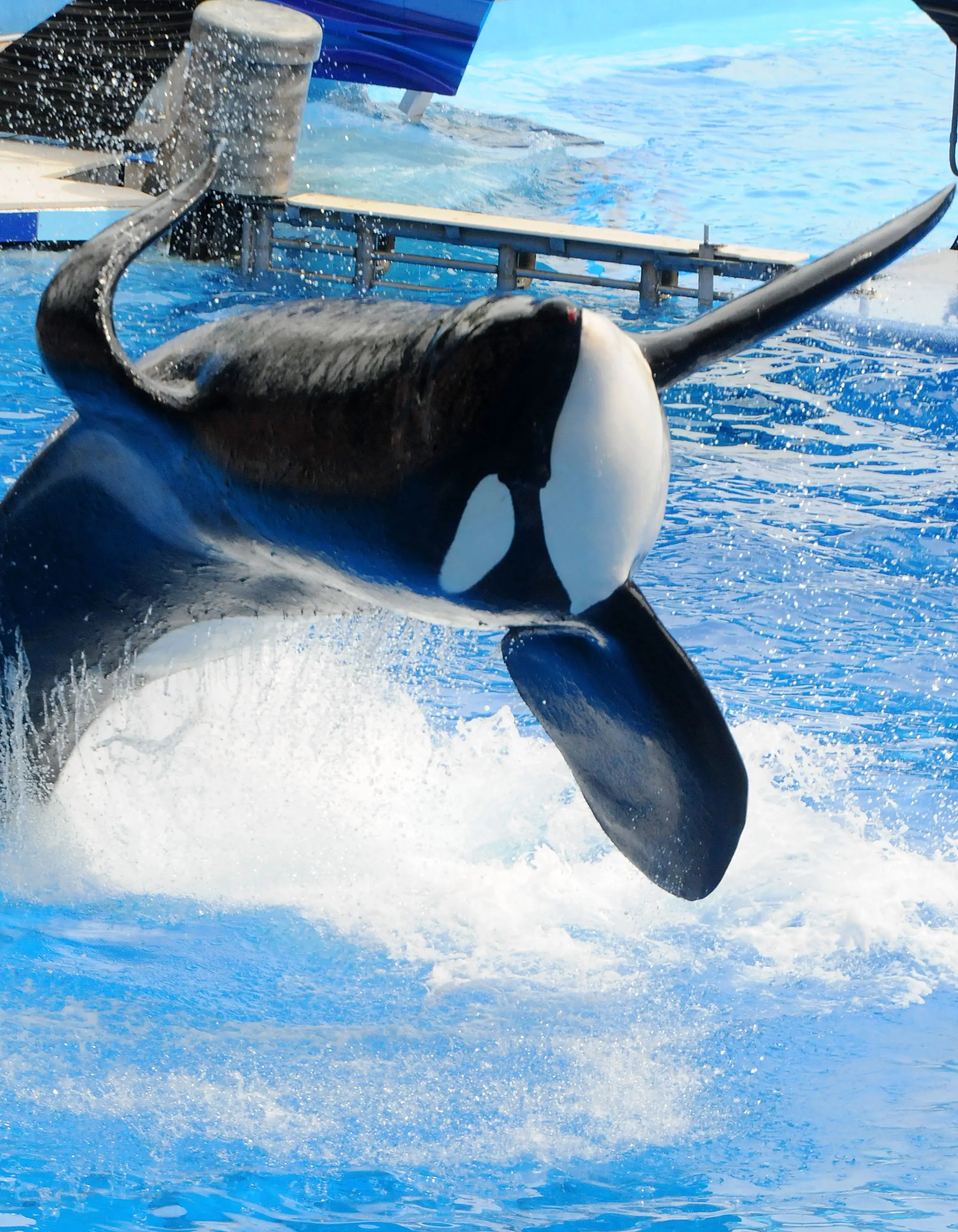 Tilikum the orca, with the floppy dorsal fin characteristic of captive orcas (Gerardo Mora/Getty Images)