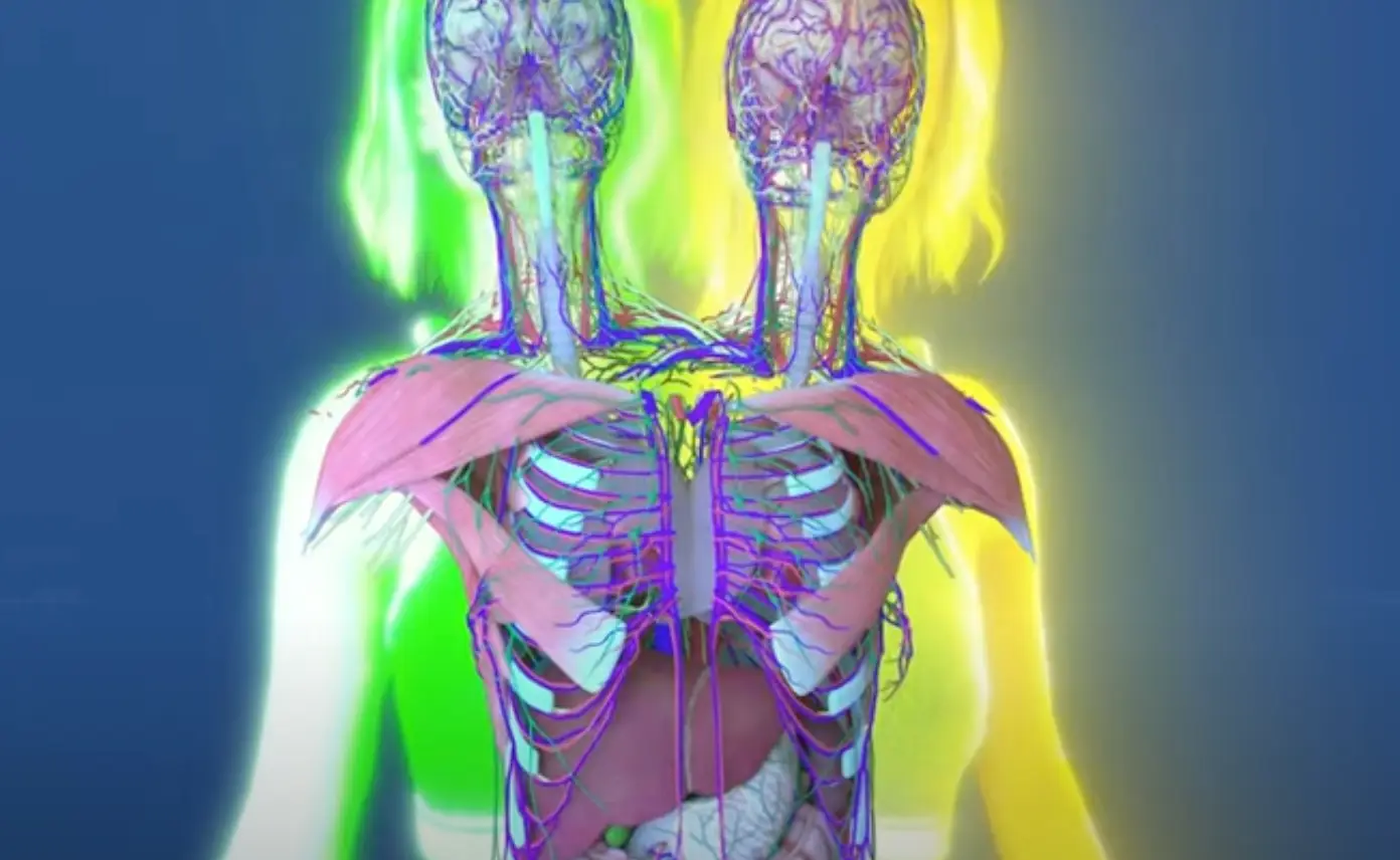 Certain elements of the pair's anatomies work together and others separately (YouTube/ Hashem Al-Ghaili) 