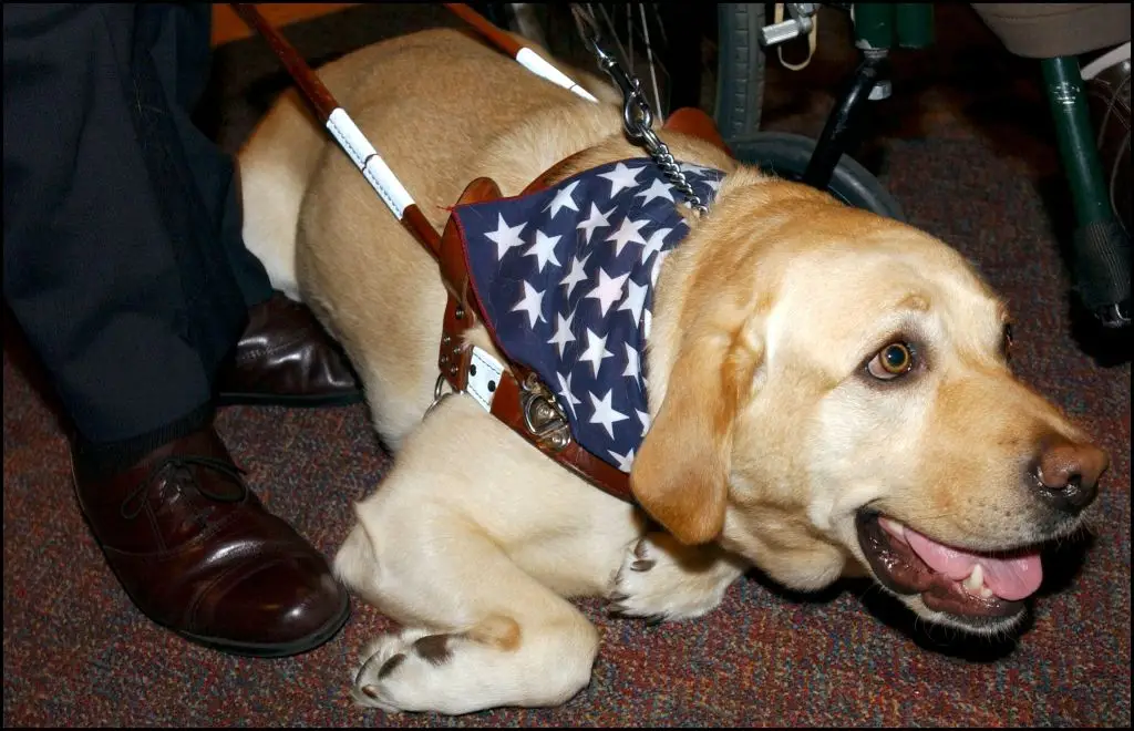 Roselle was Michael Hingson's fifth of eight guide dogs and led him down 78 flights of stairs to safety. (Photo by David LEFRANC/Gamma-Rapho via Getty Images)