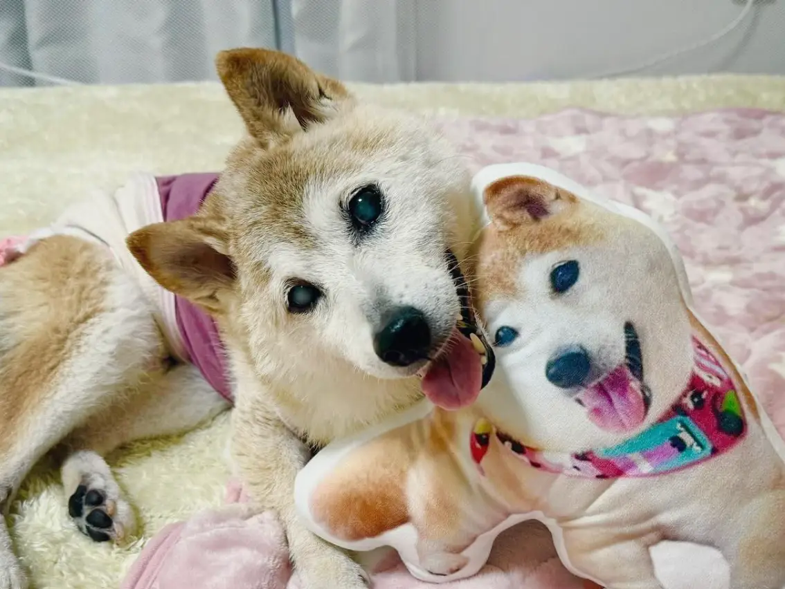 Kabosu was diagnosed with leukaemia. (Instagram/@kabosumama) 