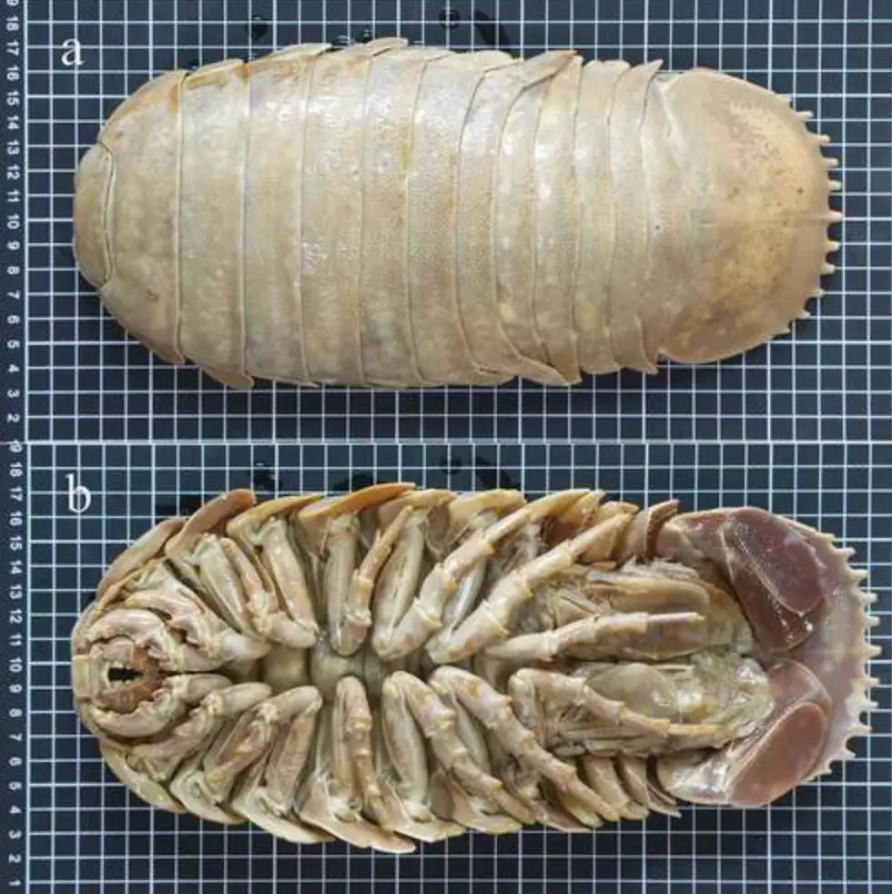 The closely related giganteus.