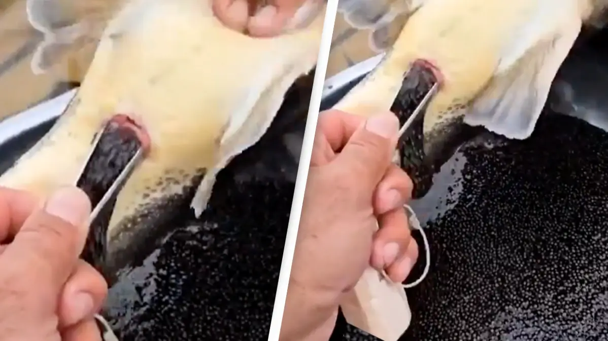 u/jellylemonshake/Reddit