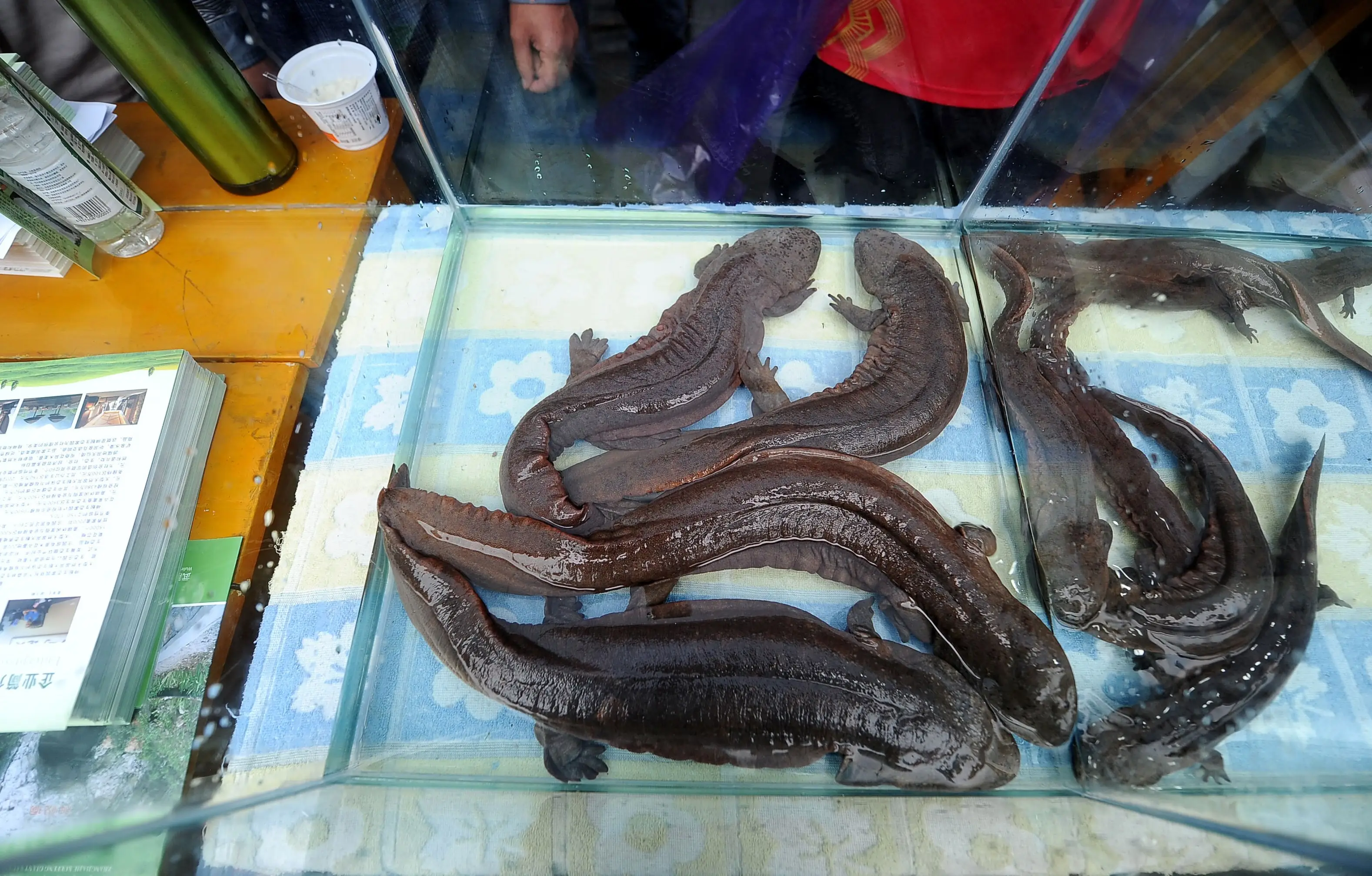 Chinese giant salamanders are critically endangered but still end up in food markets (STR/AFP via Getty Images)