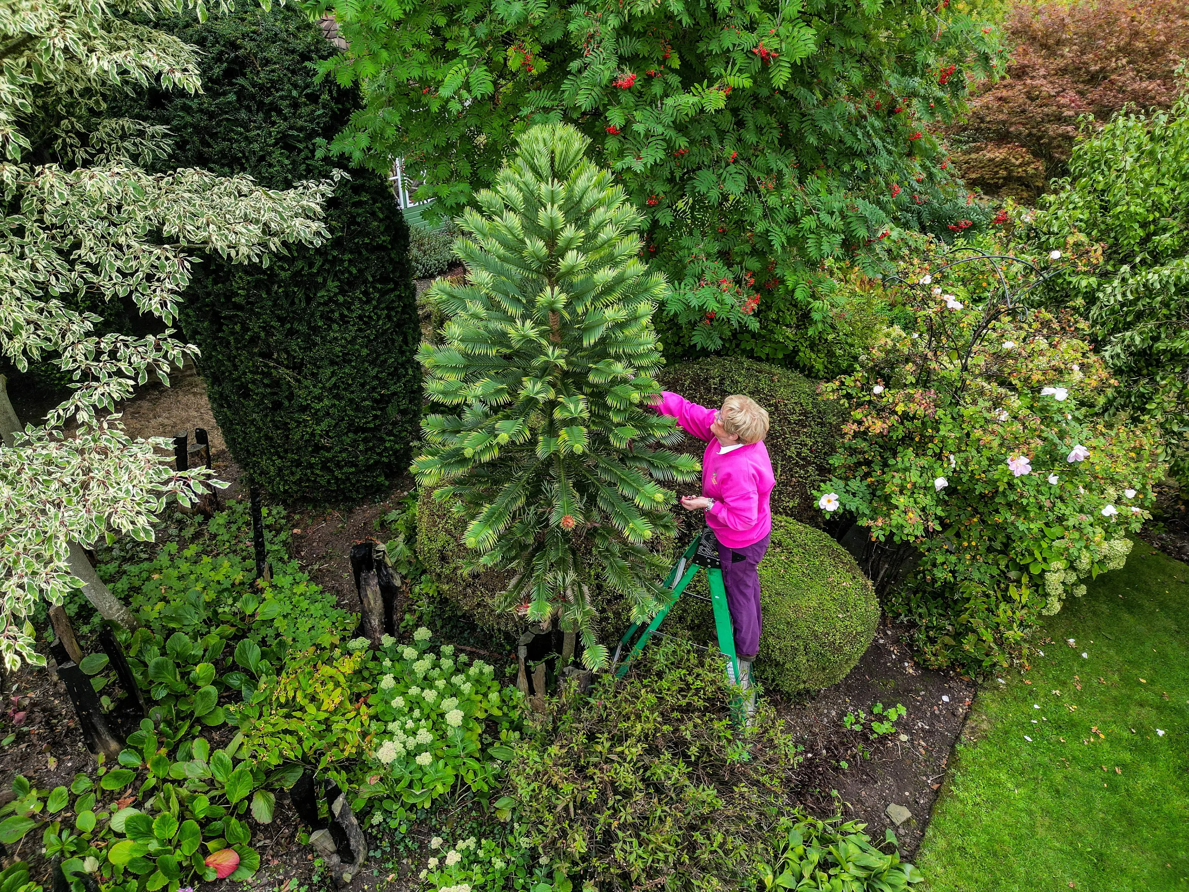 A real life 'money tree' (Emma Trimble/SWNS)