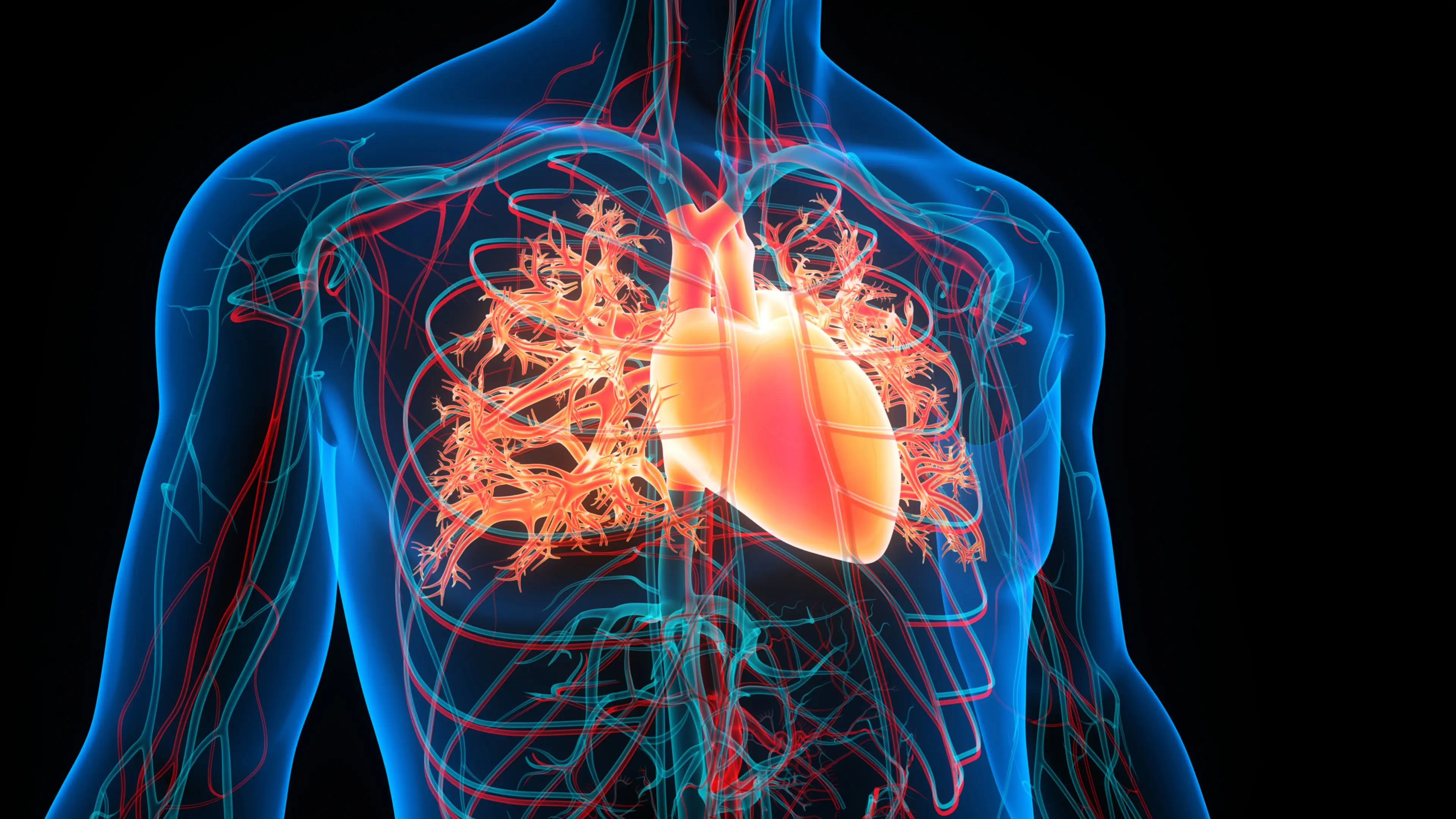 Vascular disease affects the circulatory system (Magicmine/Getty Images)