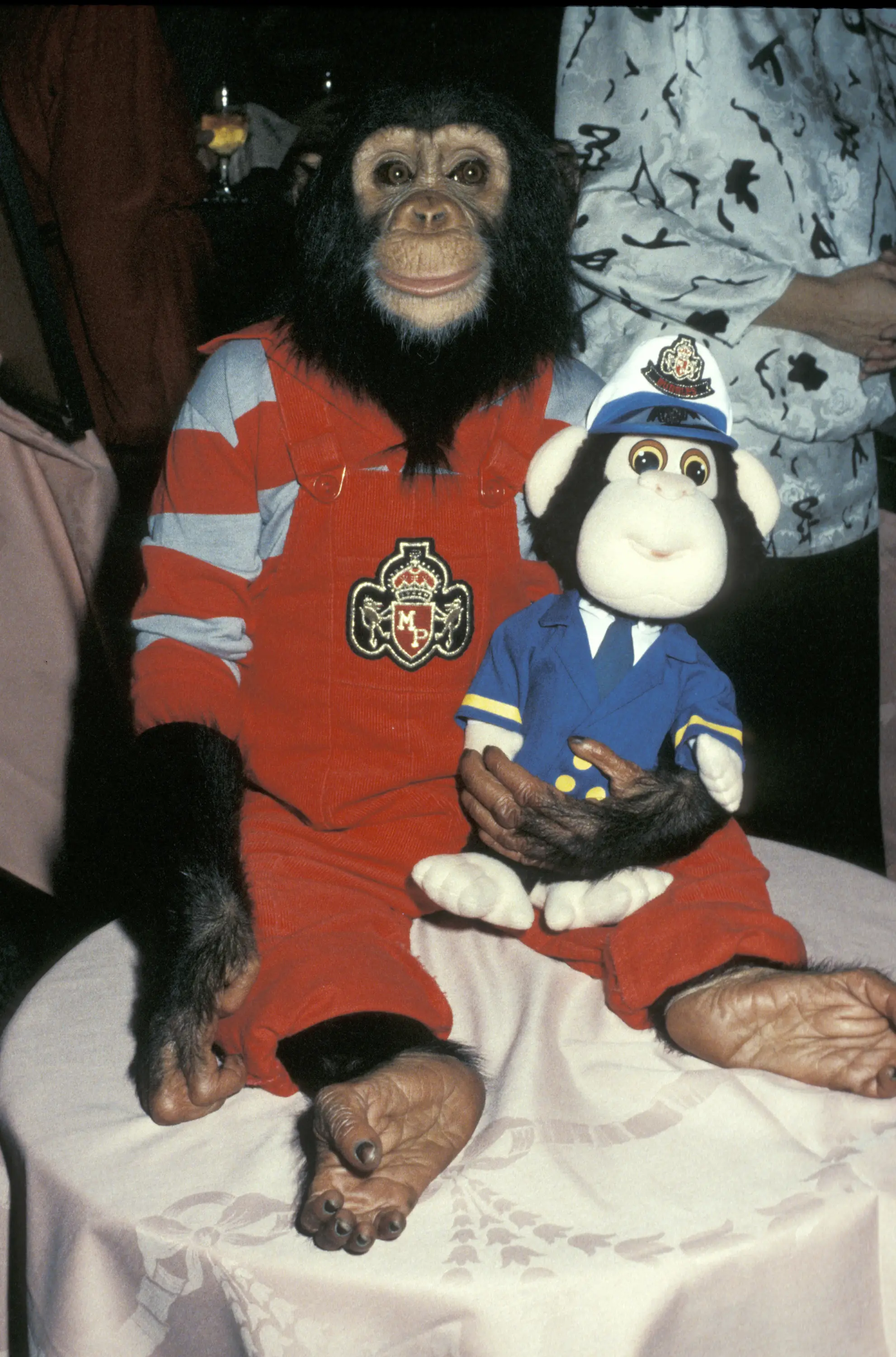 Bubbles was Michael Jackson's pet in his early life (Jim Smeal/Ron Galella Collection via Getty Images)