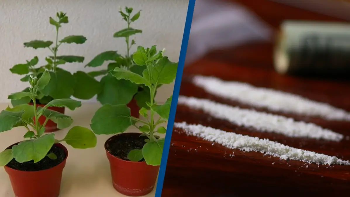 New tobacco plant produces cocaine inside its leaves in bizarre breakthrough