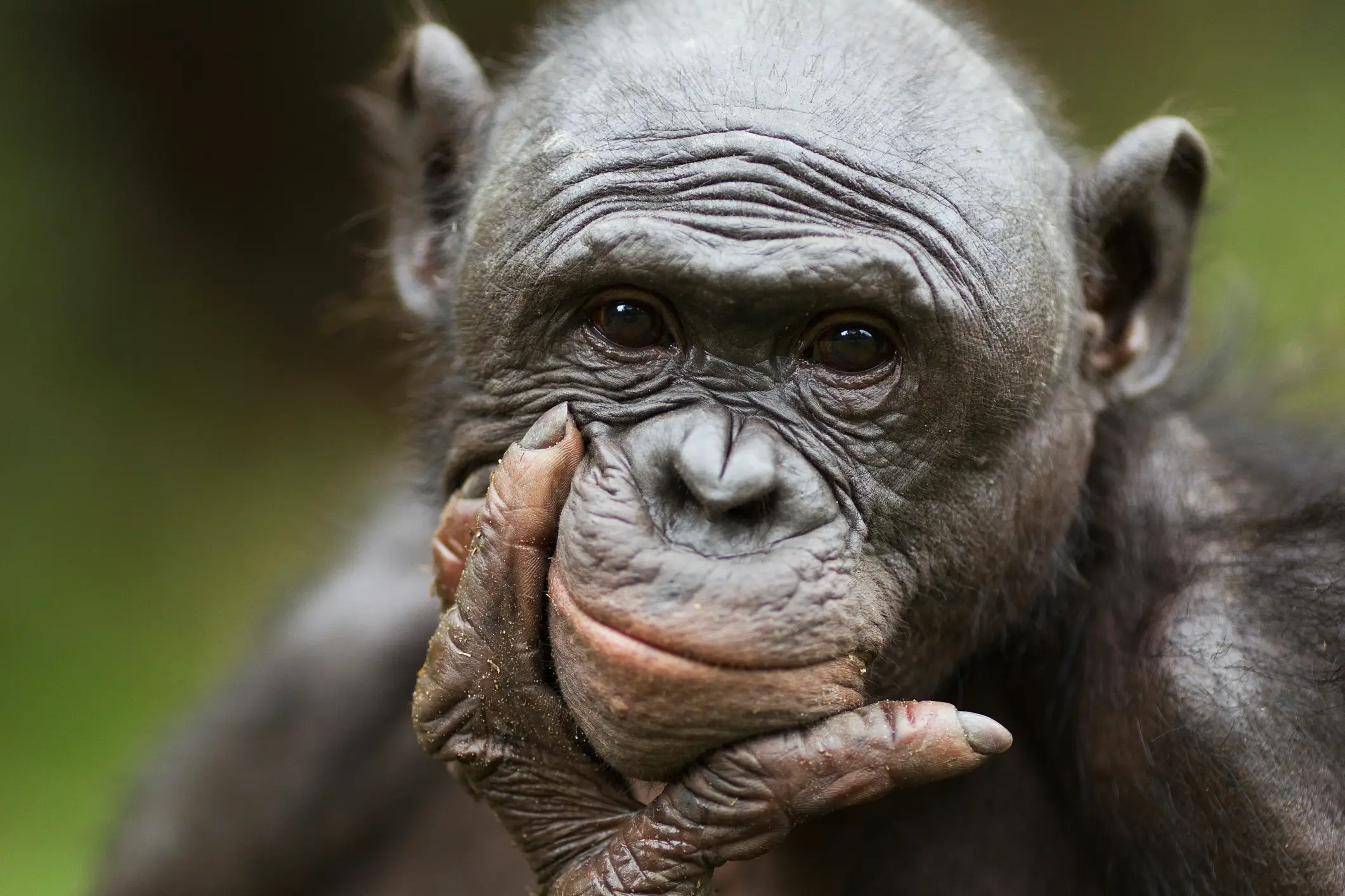 Bonobos share nearly 99% of their DNA with humans (Getty Stock)