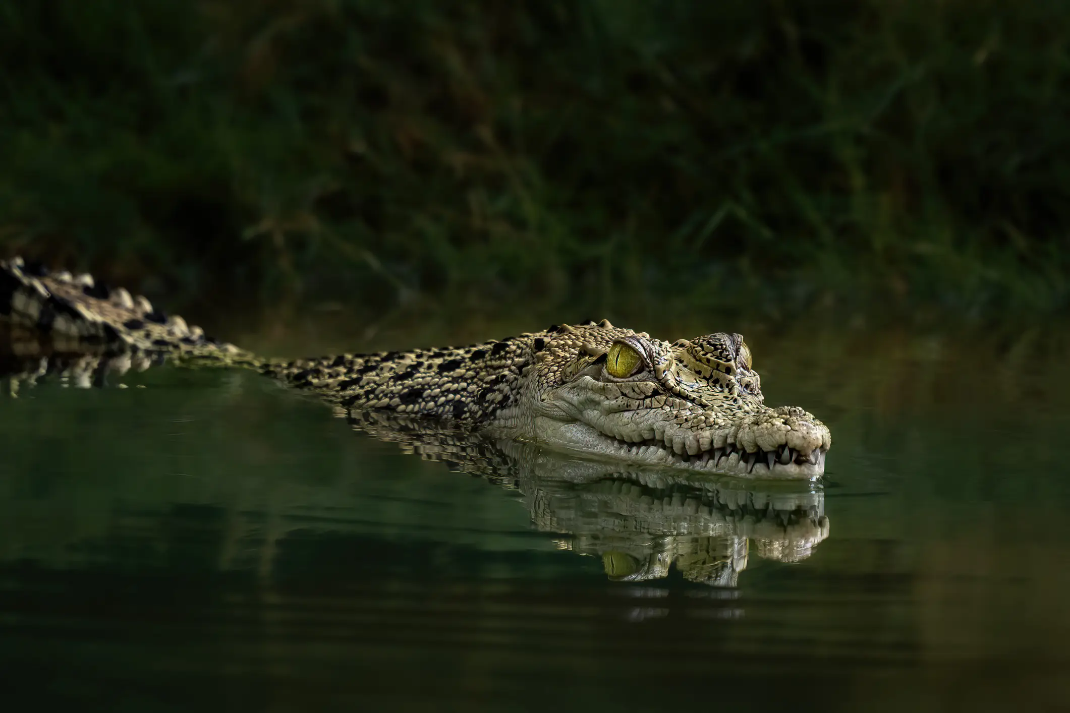 The suspect allegedly threw the boy into the enclosure (Getty Stock Images)