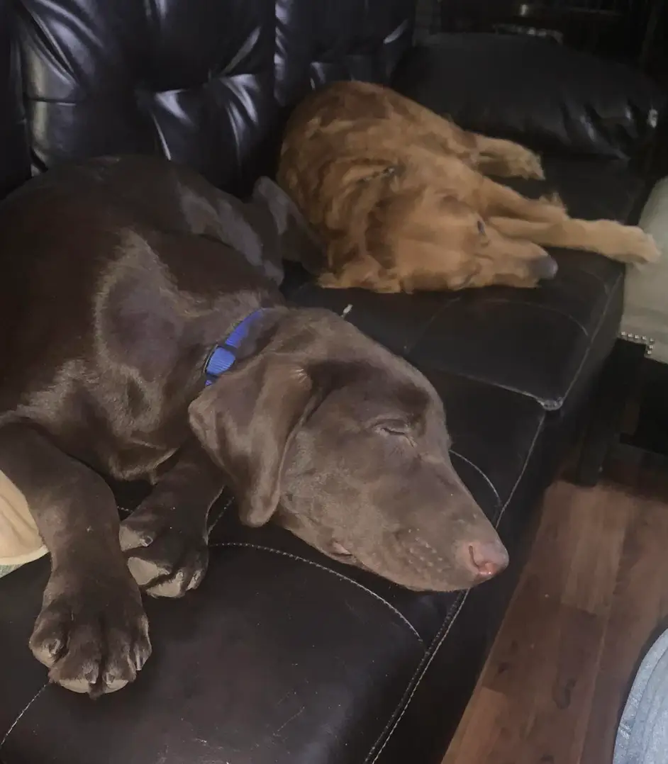 One of Allen's dogs allegedly uncovered the body when the handyman arrived (Facebook/ Jeremy Allen) 