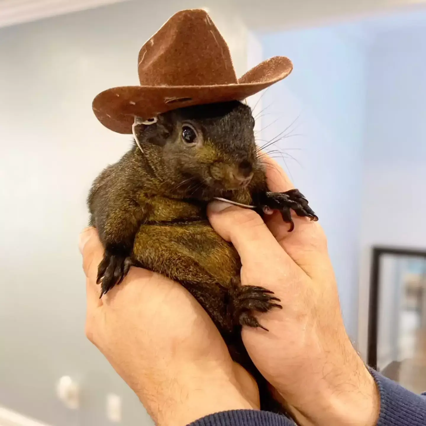 The seizure and subsequent euthanazia of Peanut the squirrel caused uproar (Instagram/@peanut_the_squirrel12)