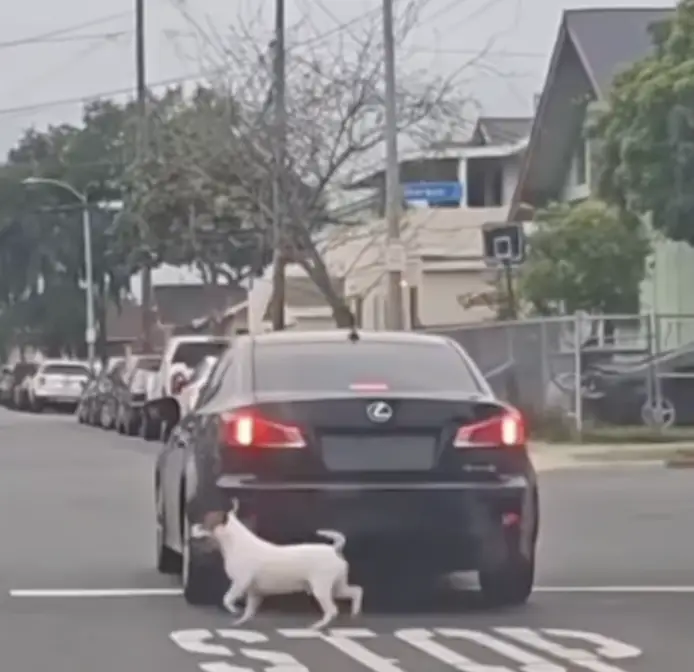 The footage is heartbreaking (Instagram/ @briianna.kc) 