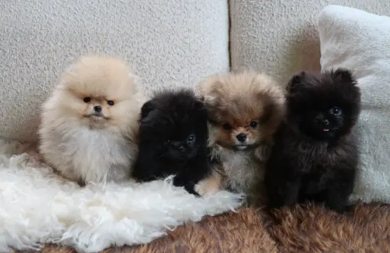 Kim Kardashian was met with a new wave of comments about her pups (Instagram/Kimkardashian)