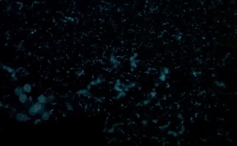 Flashback is when organisms or animals use bioluminescence (YouTube/@OceanX)