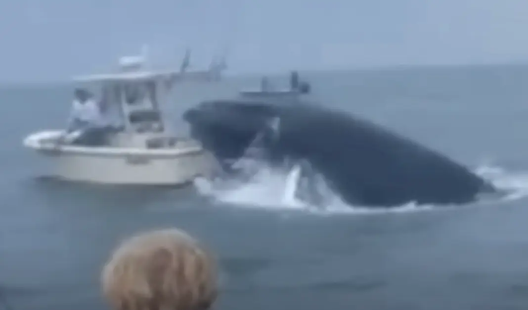A whale capsized a boat in New Hampshire. (CBS Boston/Colin Yager)