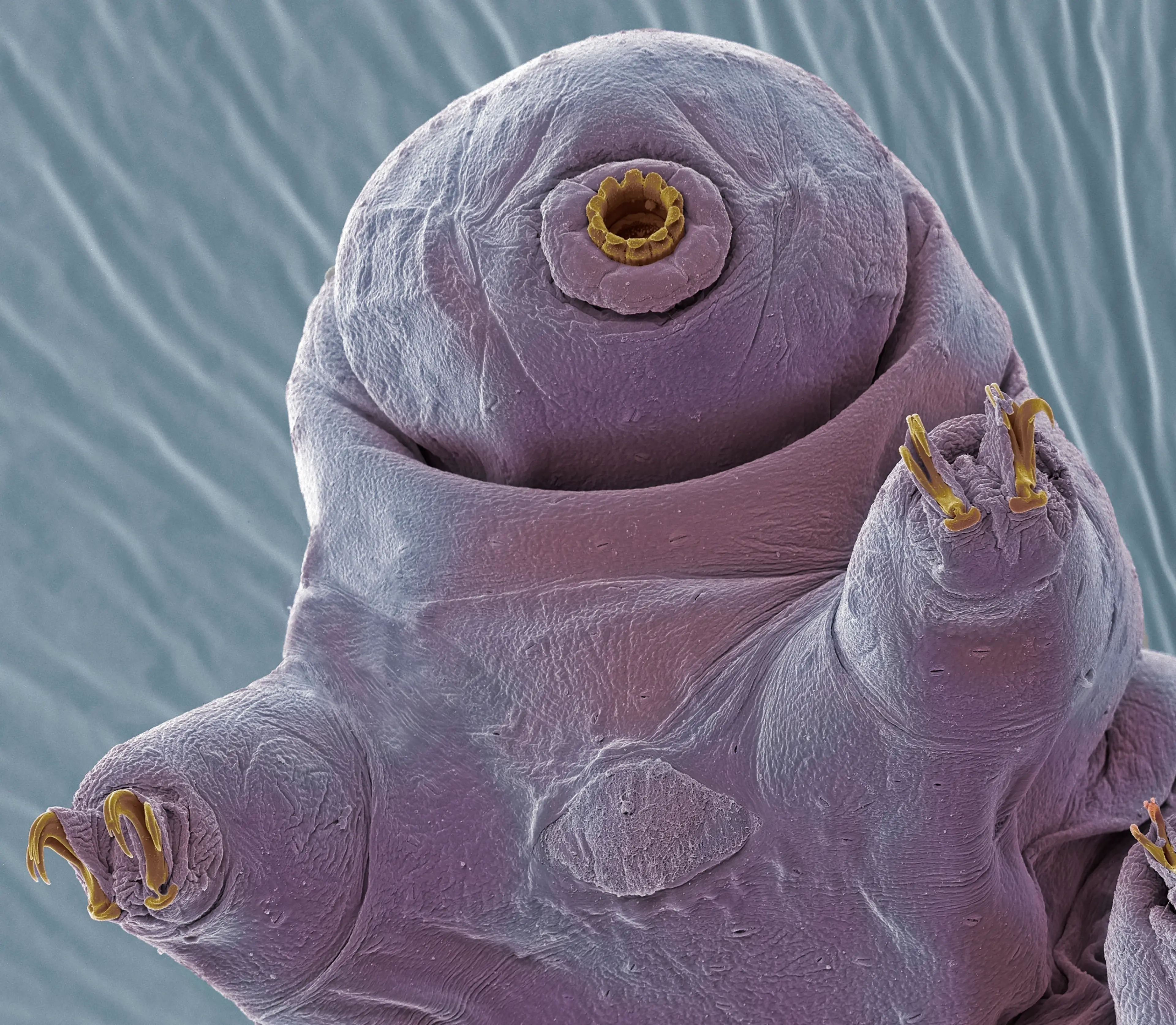 The tardigrade is cute but sturdy. (Getty Stock Photo)
